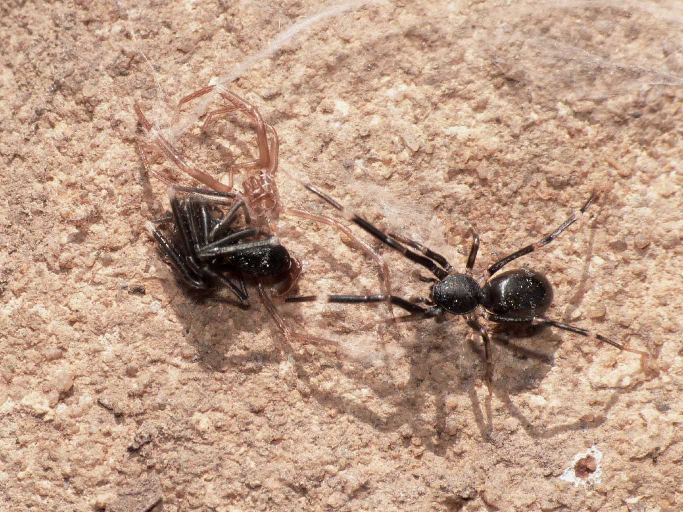 Liophrurillus flavitarsis - Tolfa (RM)